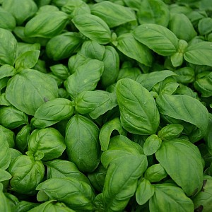 Foto van de desbetreffende plant